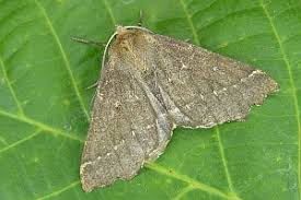 Attēlu rezultāti vaicājumam “Odontopera bidentata”