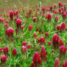 Image result for Trifolium incarnatum