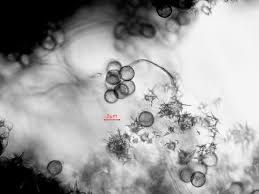 Attēlu rezultāti vaicājumam “Didymium proximum macro”