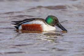 Attēlu rezultāti vaicājumam “Anas clypeata male”