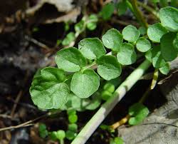 Attēlu rezultāti vaicājumam “Cardamine pratensis”