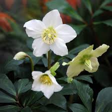 Attēlu rezultāti vaicājumam “Helleborus niger flower”