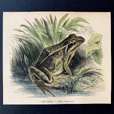 Attēlu rezultāti vaicājumam “Rana temporaria adult”