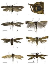 Attēlu rezultāti vaicājumam “Scythrididae”