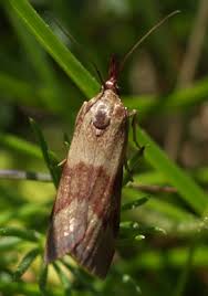 Attēlu rezultāti vaicājumam “Hypochalcia ahenella”