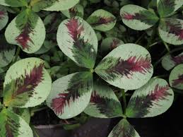 Attēlu rezultāti vaicājumam “Trifolium repens fruit”