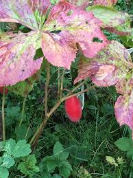 Attēlu rezultāti vaicājumam “Podophyllum hexandrum”