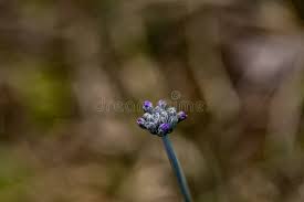 Attēlu rezultāti vaicājumam “Primula farinosa bud”