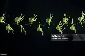 Attēlu rezultāti vaicājumam “Utricularia intermedia leaf”