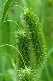 Attēlu rezultāti vaicājumam “Carex pseudocyperus female flower”