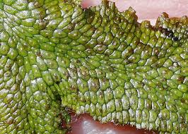 Attēlu rezultāti vaicājumam “Conocephalum salebrosum”