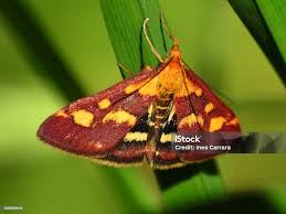 Attēlu rezultāti vaicājumam “Pyrausta purpuralis”