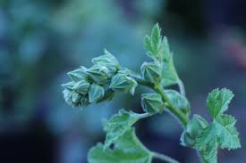 Attēlu rezultāti vaicājumam “Alcea rosea bud”