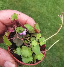 Attēlu rezultāti vaicājumam “Cymbalaria muralis leaf”