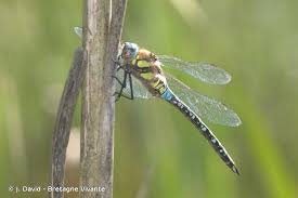 Attēlu rezultāti vaicājumam “Aeshna mixta”