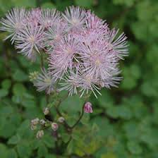 Attēlu rezultāti vaicājumam “Thalictrum aquilegifolium leaf”