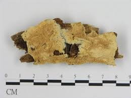 Attēlu rezultāti vaicājumam “Dentipellis fragilis”