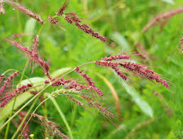 Attēlu rezultāti vaicājumam “Echinochloa crus-galli leaf”