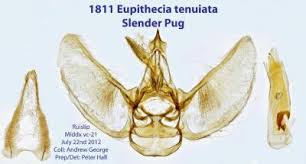 Attēlu rezultāti vaicājumam “Eupithecia icterata female”