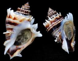 Image result for Melongena corona