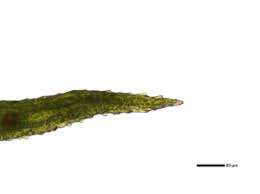 Attēlu rezultāti vaicājumam “Cynodontium strumiferum”