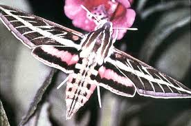 Attēlu rezultāti vaicājumam “Lepidoptera”