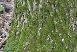 Attēlu rezultāti vaicājumam “Serpoleskea subtilis”