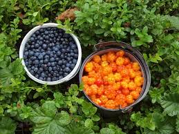 Attēlu rezultāti vaicājumam “Rubus chamaemorus fruit”
