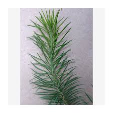 Attēlu rezultāti vaicājumam “Larix kaempferi”