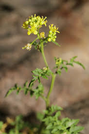 Attēlu rezultāti vaicājumam “Rorippa sylvestris flower”