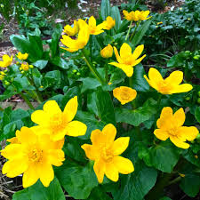 Attēlu rezultāti vaicājumam “Caltha palustris”