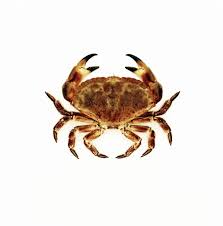 Image result for Cancer pagurus