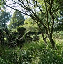 Image result for Priona Tuinen