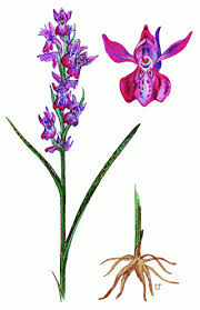 Attēlu rezultāti vaicājumam “Dactylorhiza russowii”