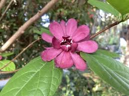 Attēlu rezultāti vaicājumam “Calycanthus floridus”