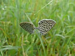 Attēlu rezultāti vaicājumam “Everes argiades female”