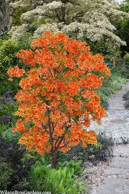 Attēlu rezultāti vaicājumam “Rhododendron calendulaceum flower”