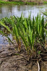 Attēlu rezultāti vaicājumam “Rumex hydrolapathum fruit”