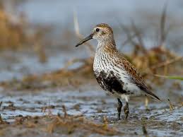 Attēlu rezultāti vaicājumam “Calidris alpina adult”