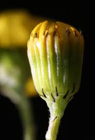 Attēlu rezultāti vaicājumam “Senecio vernalis bud”
