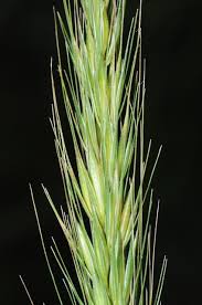 Attēlu rezultāti vaicājumam “Hordelymus europaeus”