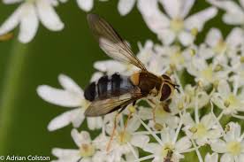 Attēlu rezultāti vaicājumam “Leucozona glaucia”