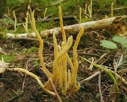 Attēlu rezultāti vaicājumam “Clavulinopsis helvola”