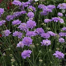 Image result for Scabiosa col.`Butterfly Blue`