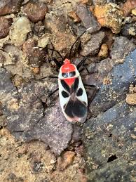 Attēlu rezultāti vaicājumam “Dryophilocoris flavoquadrimaculatus imago”