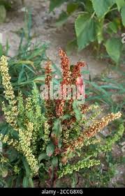 Attēlu rezultāti vaicājumam “Rumex crispus fruit”