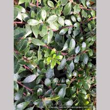 Attēlu rezultāti vaicājumam “Arctostaphylos uva-ursi leaf”