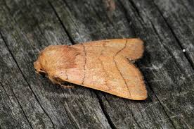 Attēlu rezultāti vaicājumam “Charanyca trigrammica”