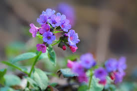 Attēlu rezultāti vaicājumam “Pulmonaria angustifolia flower”