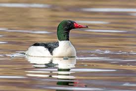 Attēlu rezultāti vaicājumam “Mergus merganser female”